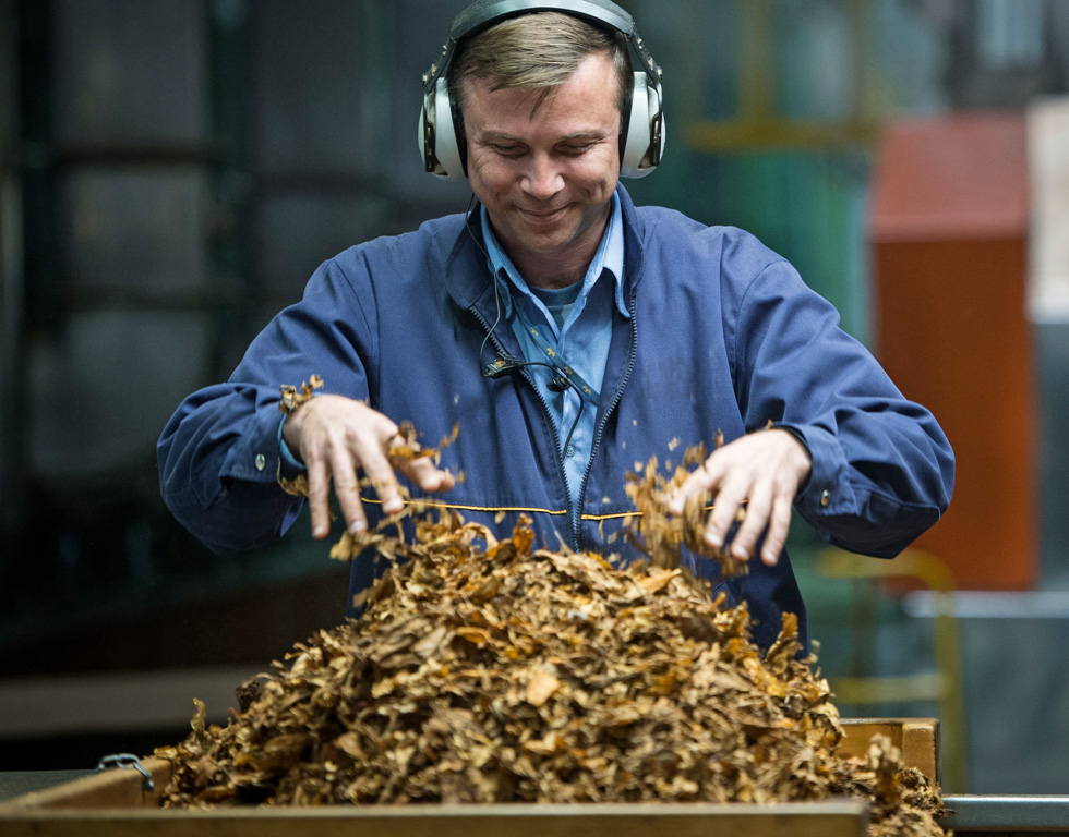 Worker handling dried tobacco leaves