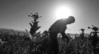 Worker in a tobacco field