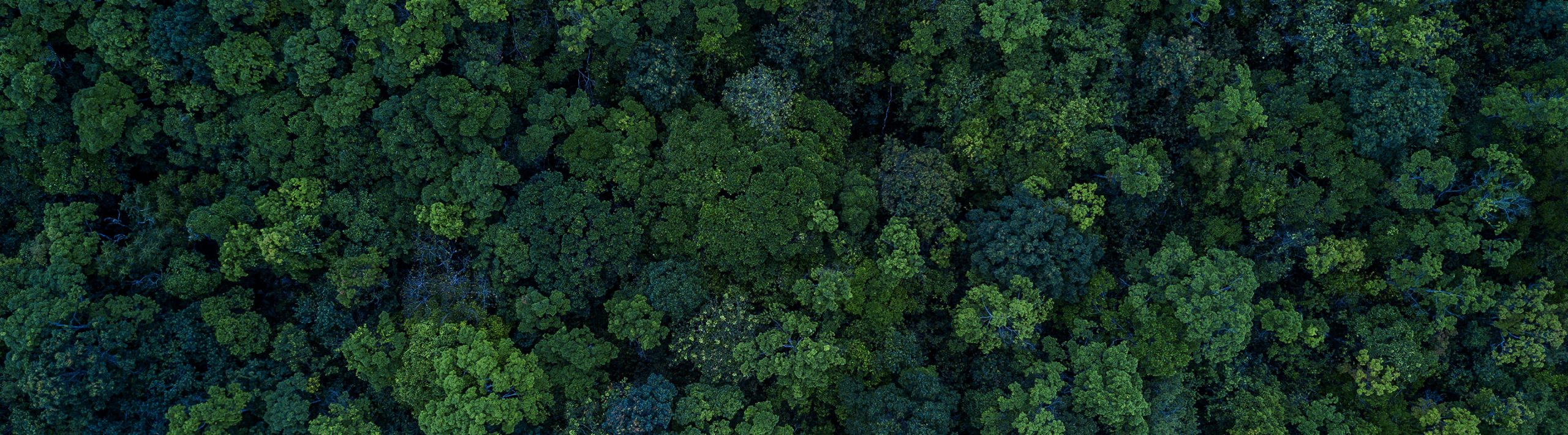 Ariel shot of trees