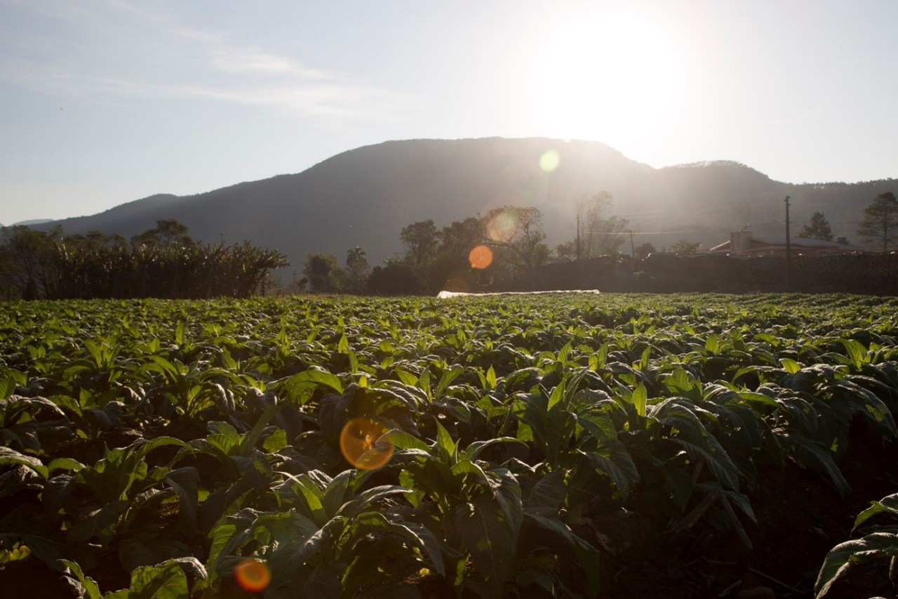 Field of tobacco plants
