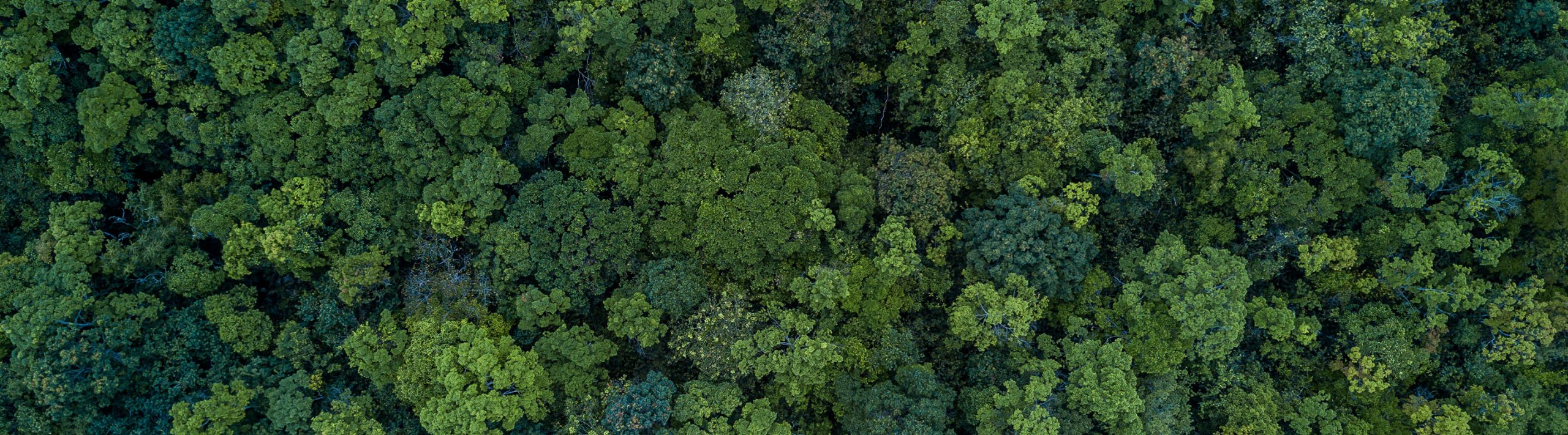 Treetops